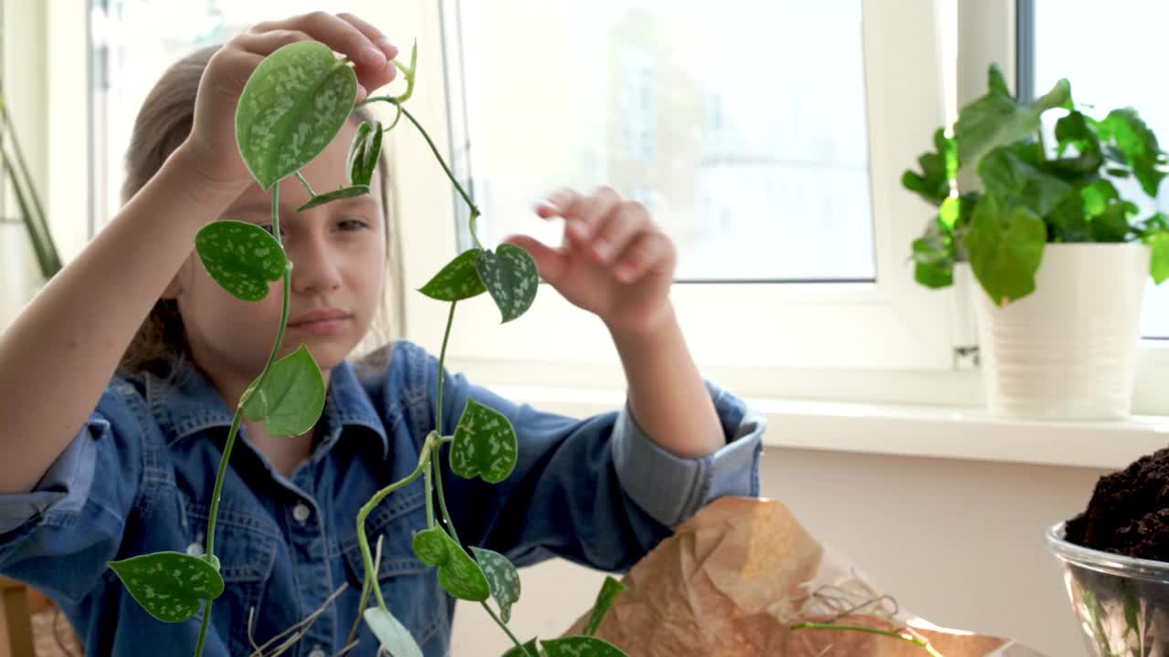 移花盆种植室内植物视频素材