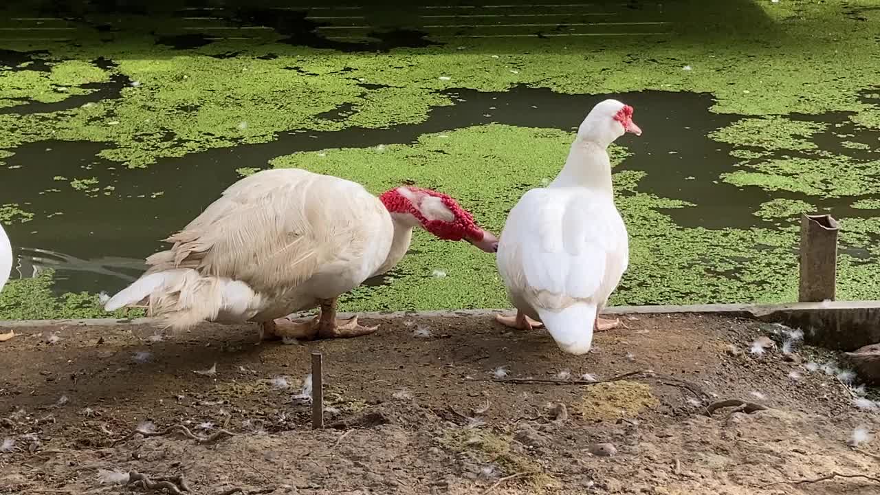 两只白鸭子在互相清洗视频下载