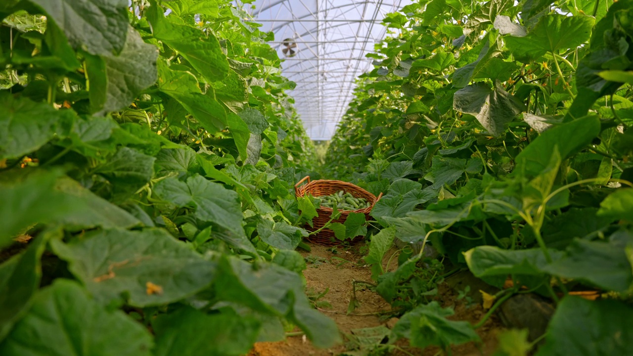 一篮子黄瓜在温室里的植物中生长视频素材