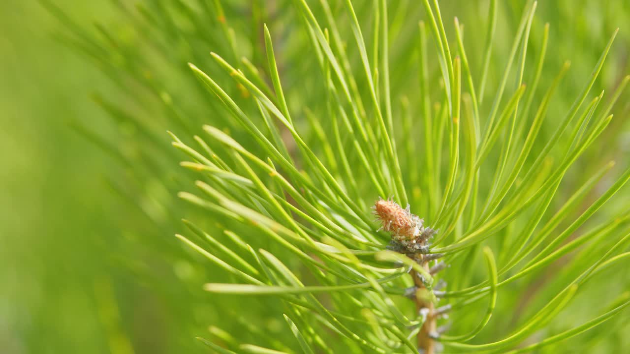 有针的幼松球果或花序。常绿松树的新芽。关闭了。视频素材