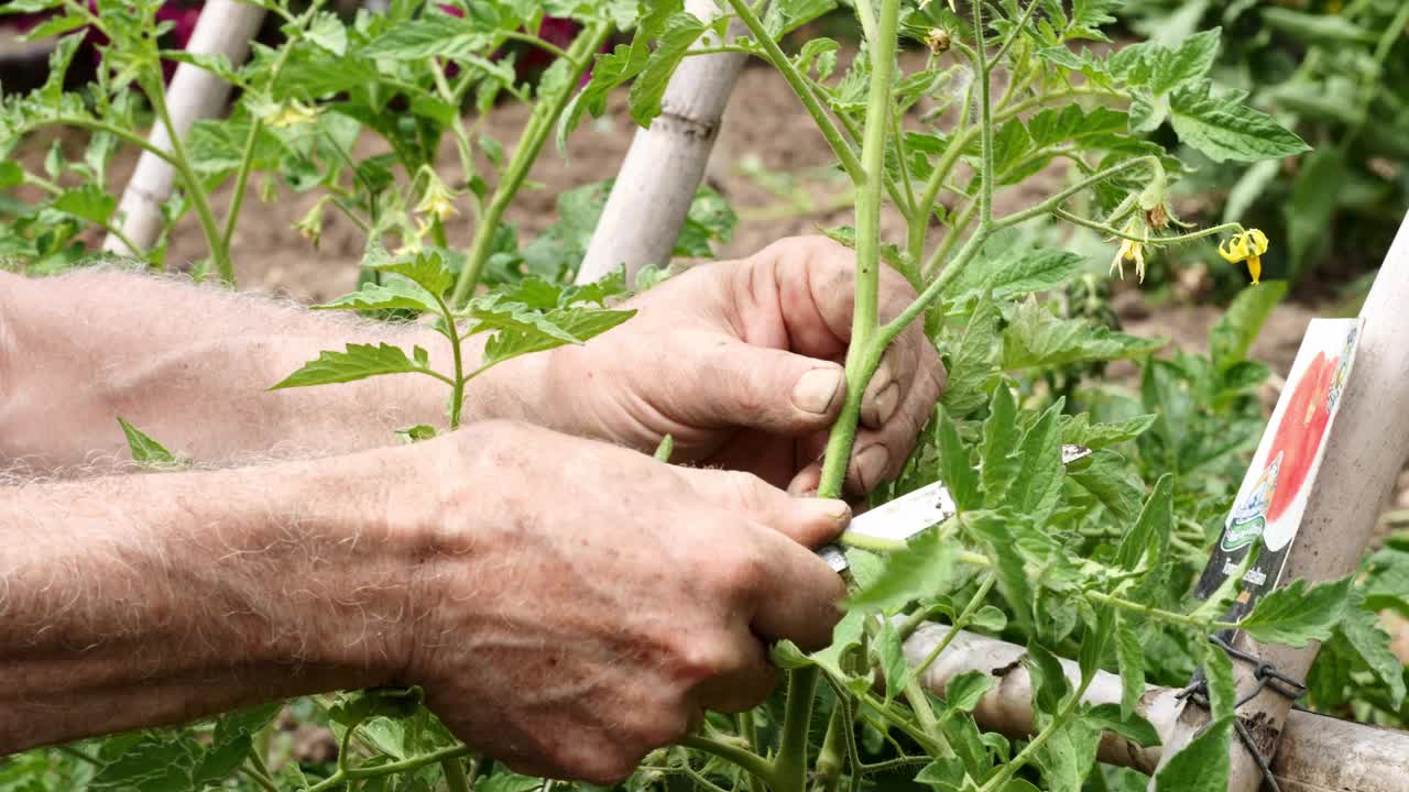 一个农民的手从番茄植株上修剪树枝，并将其绑起来，使其生长。有选择性的重点视频素材