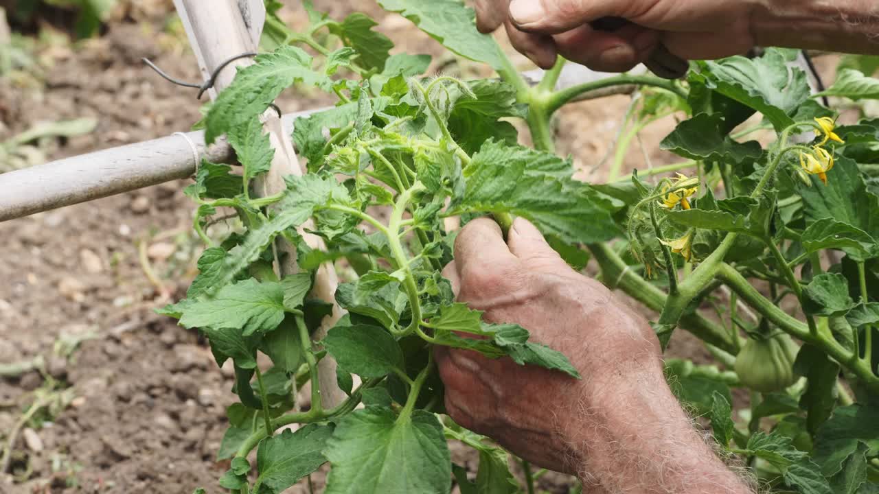 一个农民的手从番茄植株上修剪树枝，并将其绑起来，使其生长。有选择性的重点视频素材