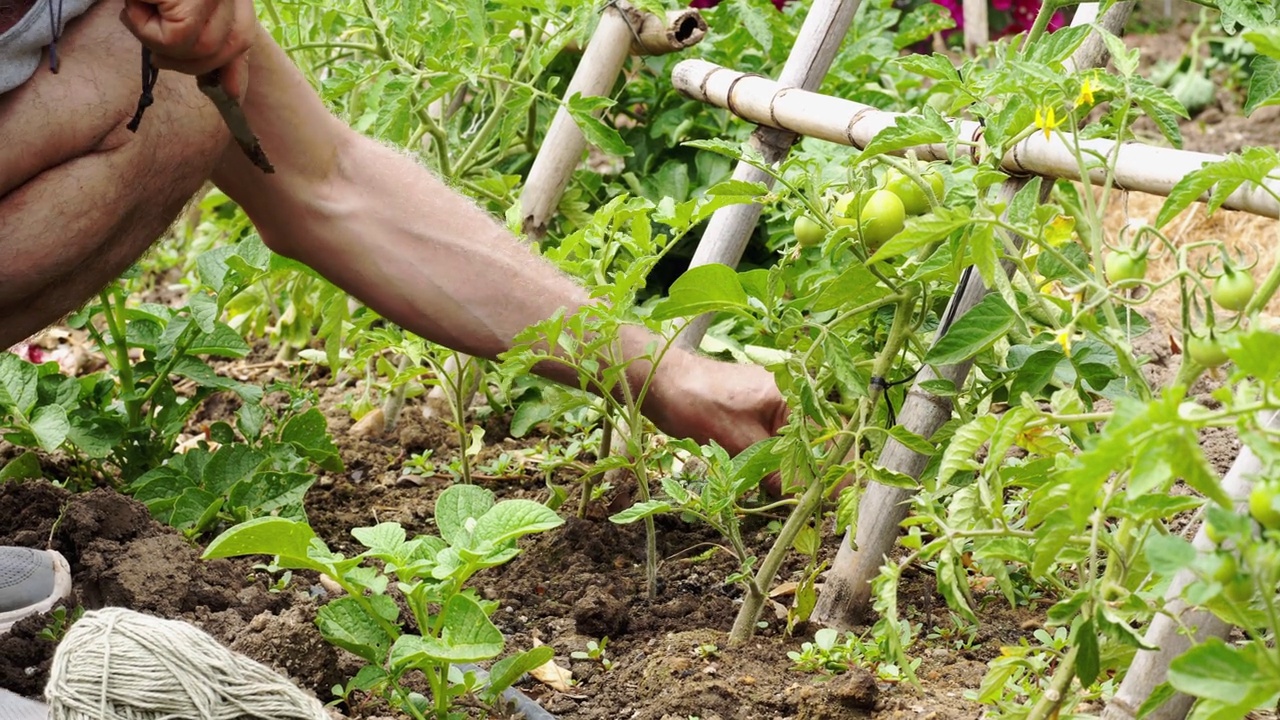 农民在田里除草。有选择性的重点。视频素材