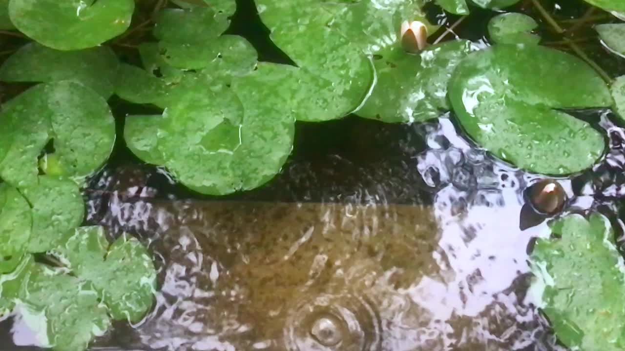 雨水滴在池塘的水面上，与睡莲的叶子在一起视频素材