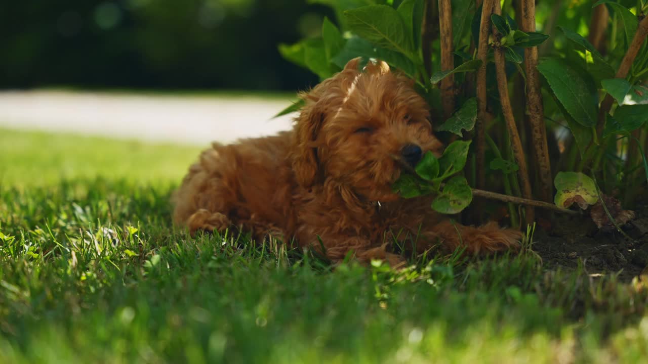 可爱的玩具贵宾犬调皮地啃着院子里的植物，散发着喜悦视频素材