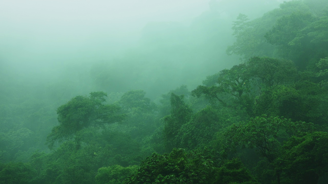 透过迷雾的穆迪雨林/哥斯达黎加的萨拉皮基视频素材