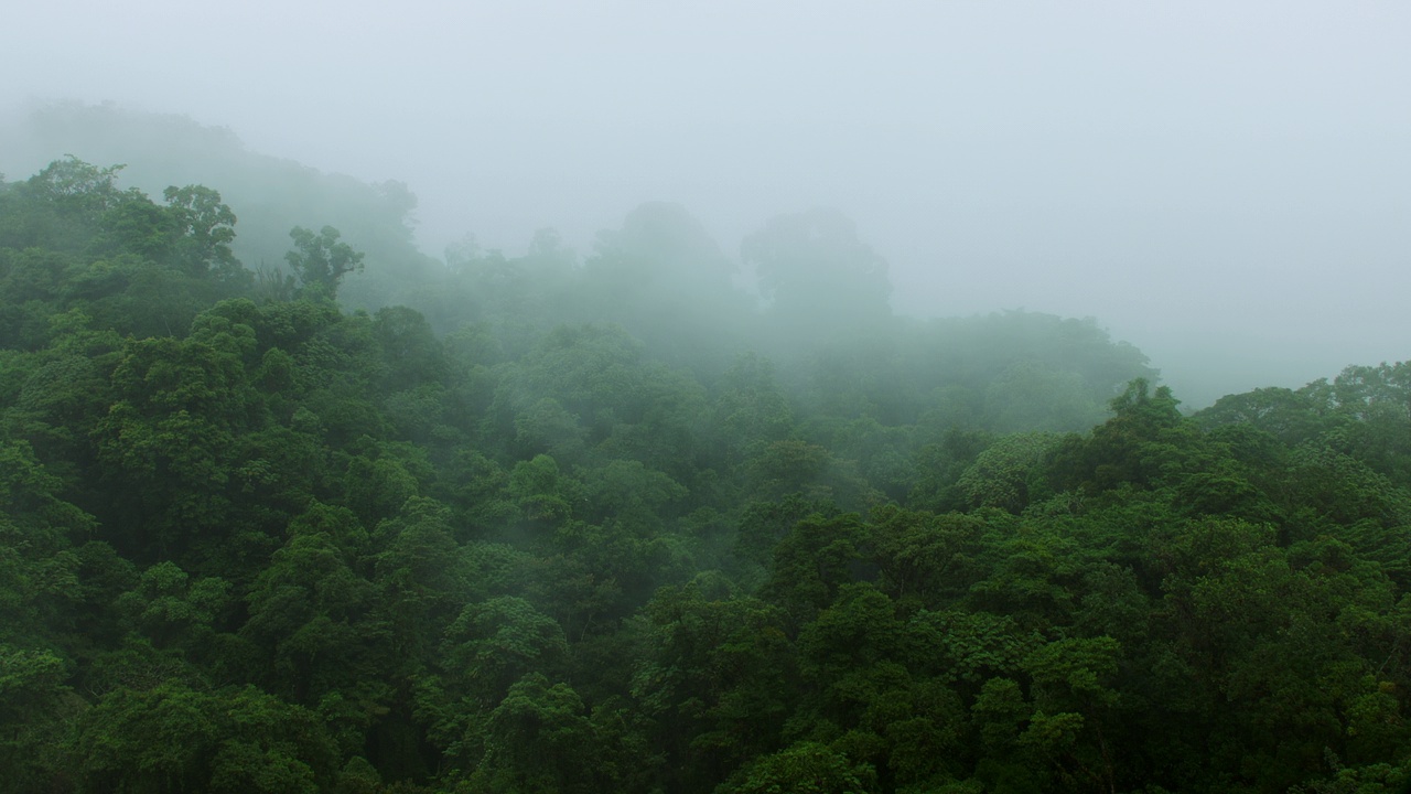 迷雾中的穆迪雨林/哥斯达黎加的萨拉皮基视频素材