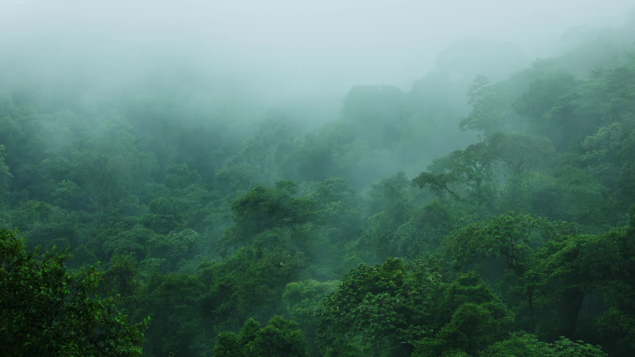 迷雾中的穆迪雨林/哥斯达黎加的萨拉皮基视频素材