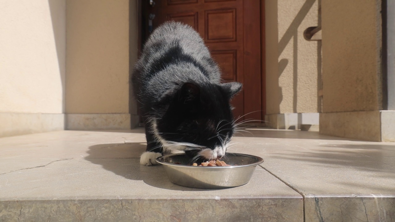 饥饿的猫在门前的金属碗里吃东西视频下载