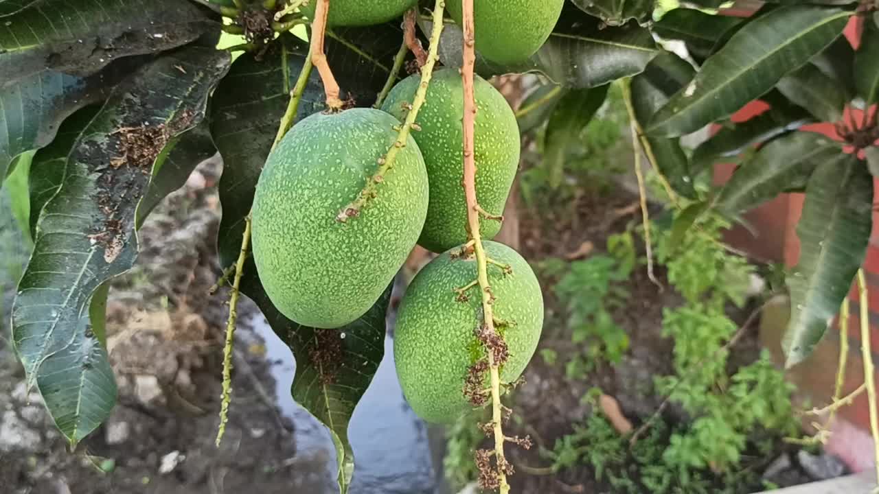 绿色的芒果视频素材