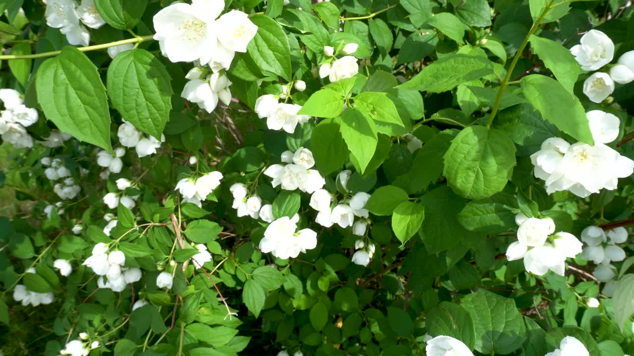 夏天花园里的茉莉花丛开着白色的花视频素材