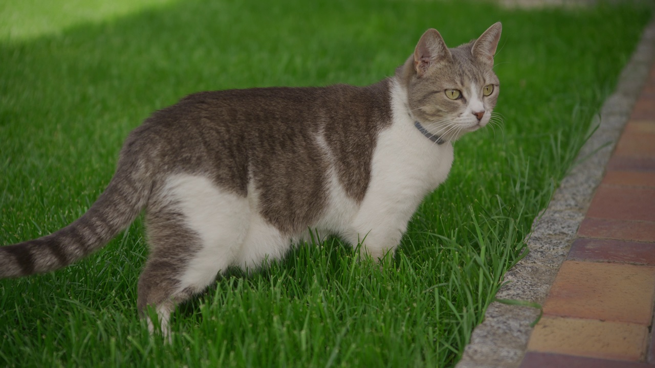 一只白色虎斑家猫站在花园的绿草地上，被风吹动视频素材