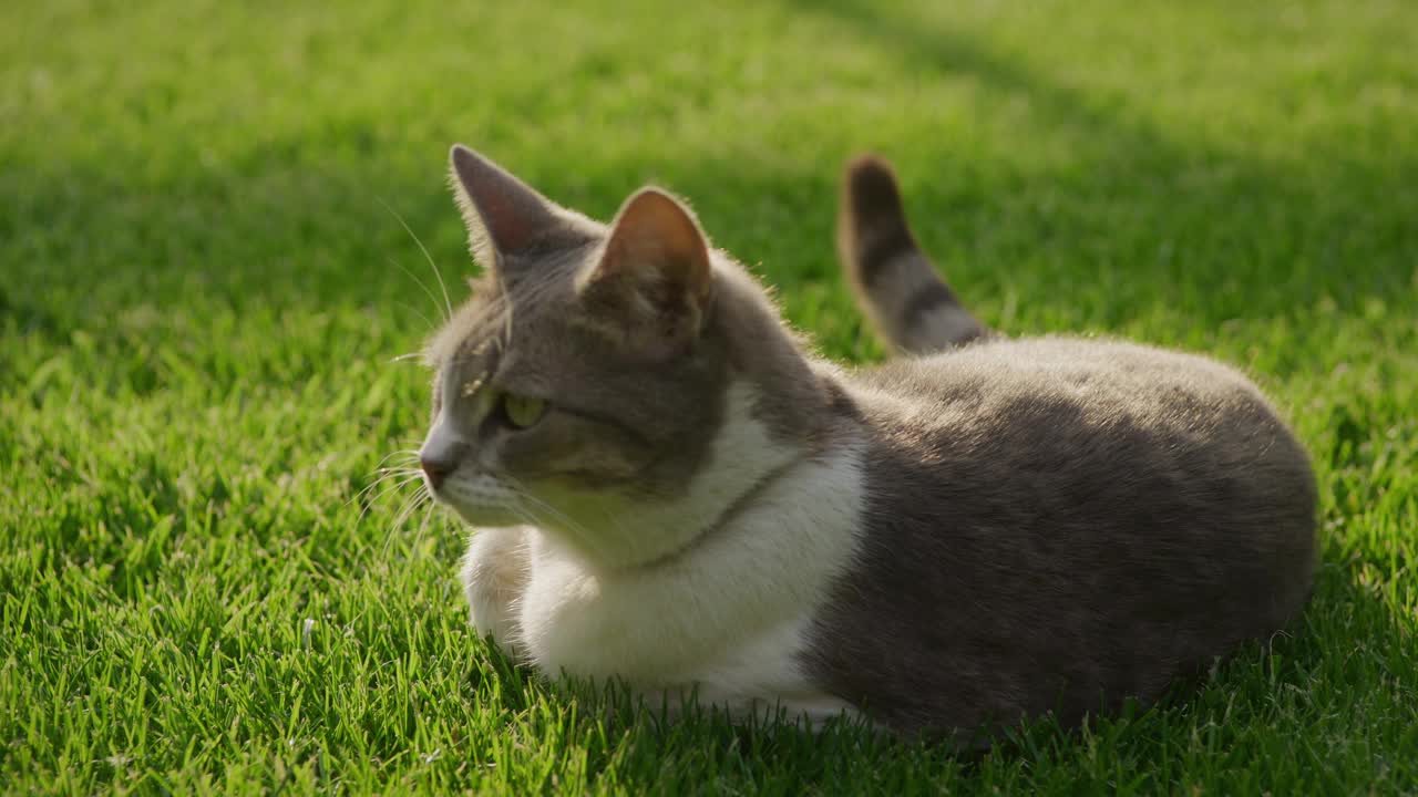 在夕阳的余晖中，一只白色虎斑家猫躺在绿色的草地上视频素材