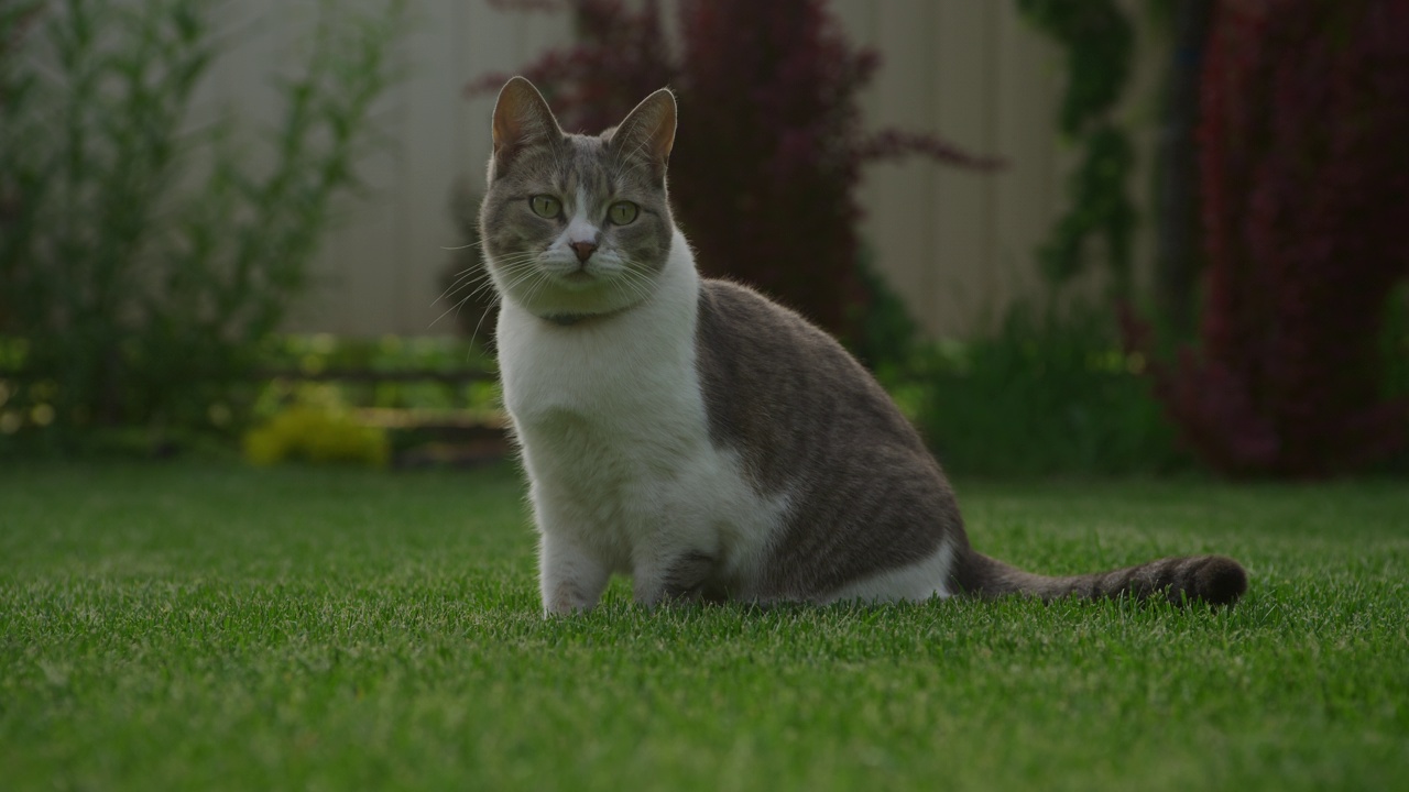 白色虎斑家猫坐在花园的绿草坪上视频素材