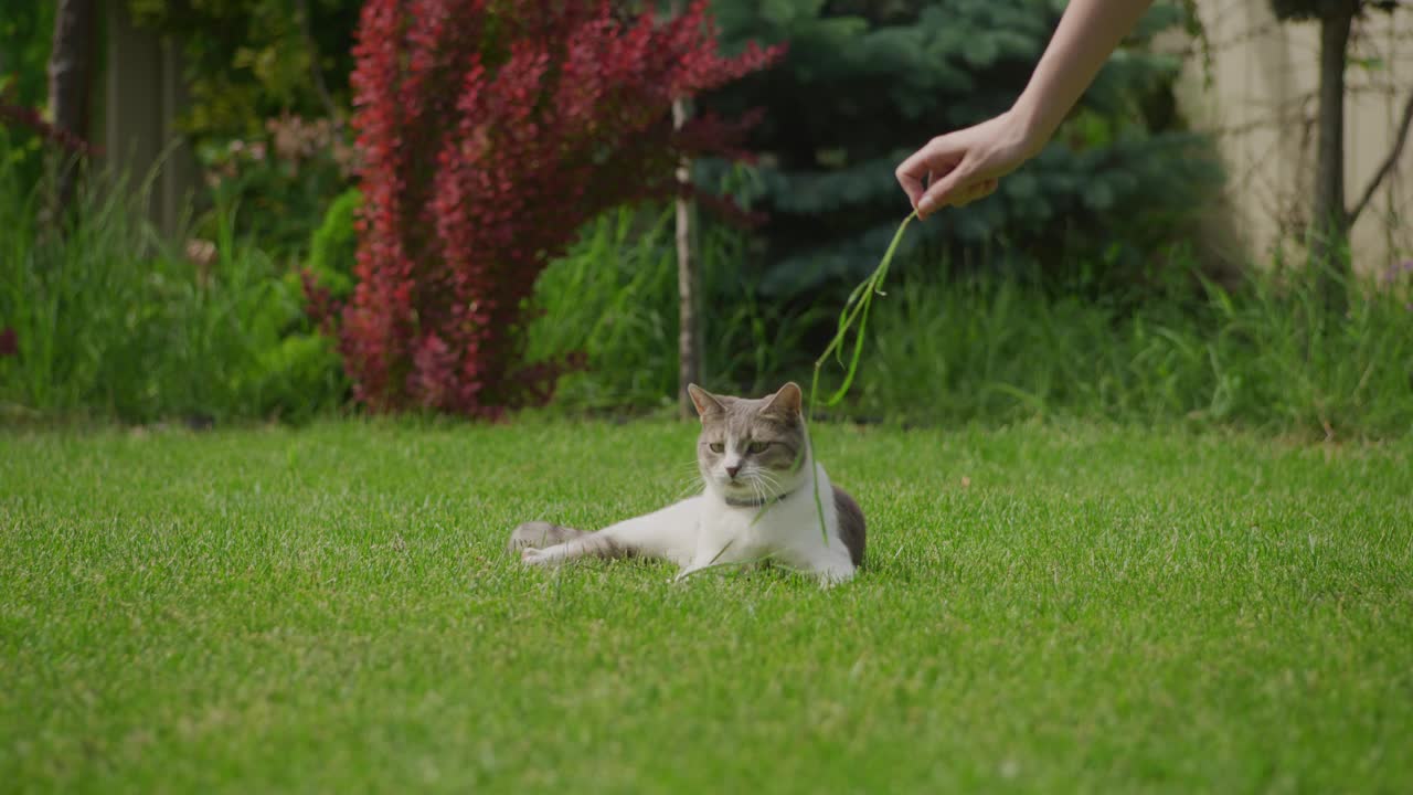 有趣的家猫在后院的绿草坪上慢动作玩耍视频素材