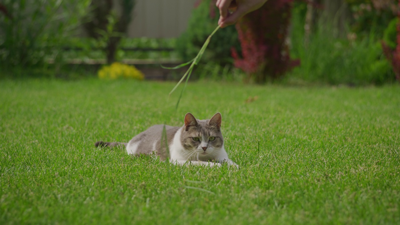 慵懒的白虎斑家猫在绿草地上觅食视频素材