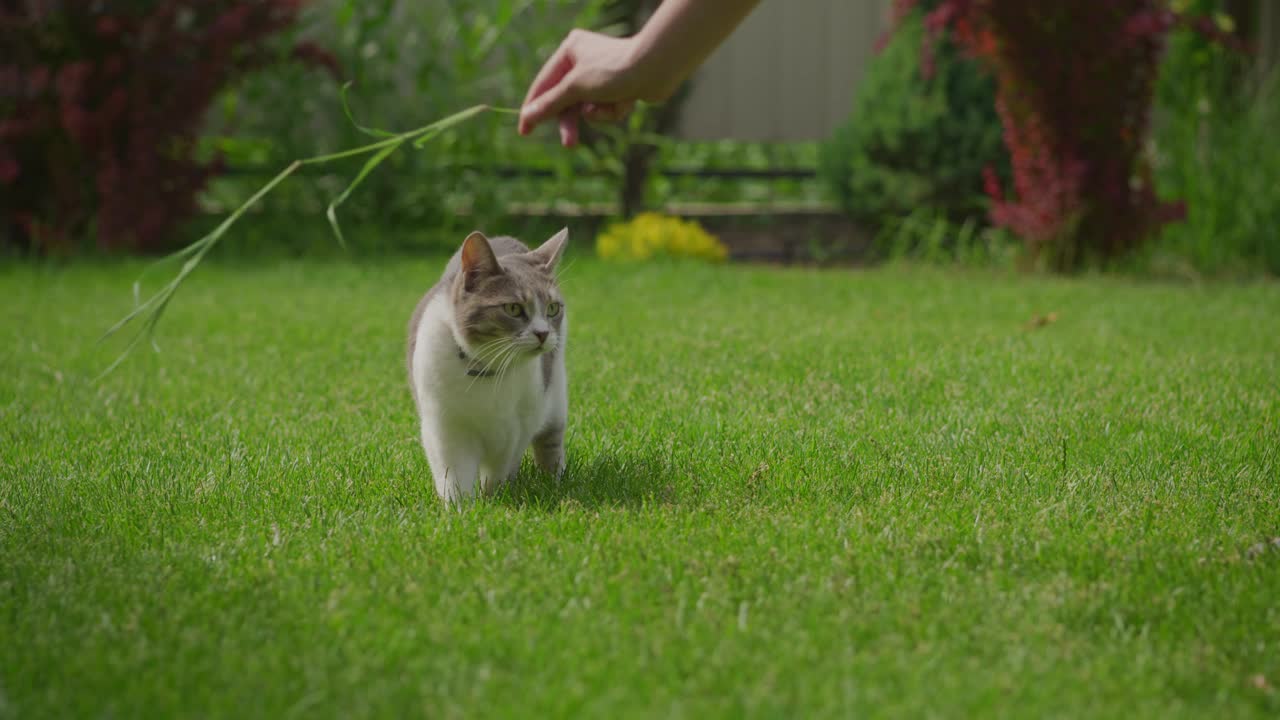 一只白色虎斑短毛猫准备在绿色草坪上进行慢动作攻击视频素材