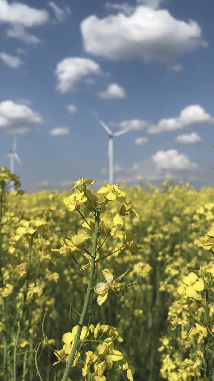 鲜花和风车视频素材