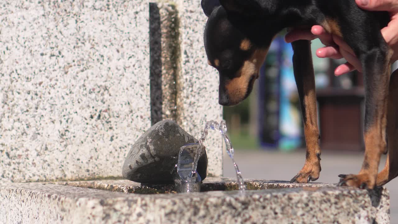 那只小猎犬喝着公园喷泉里的水。视频素材