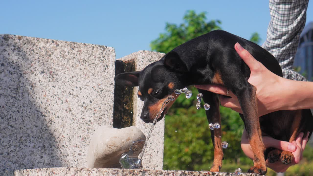 那只小猎犬喝着公园喷泉里的水。视频素材