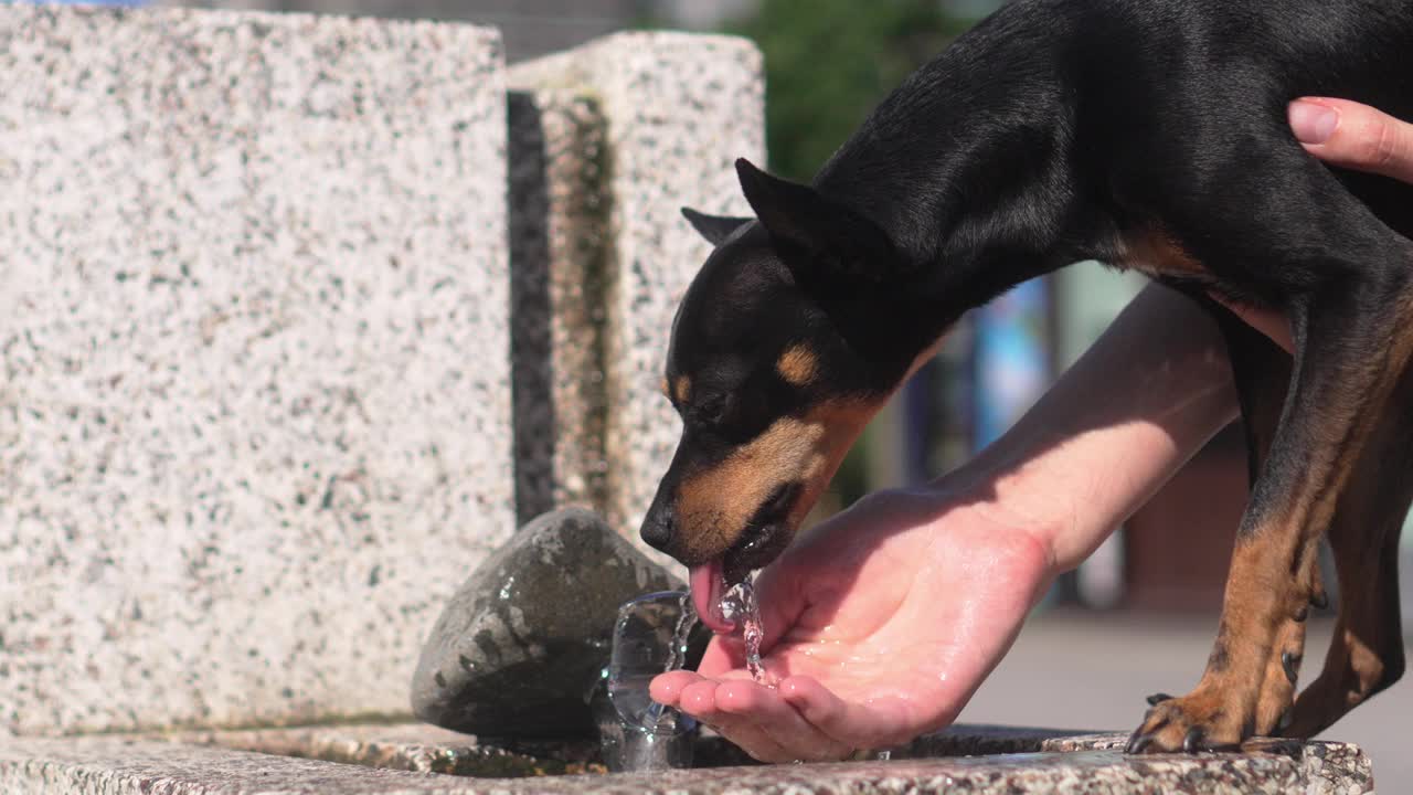 那只小猎犬喝着公园喷泉里的水。视频素材