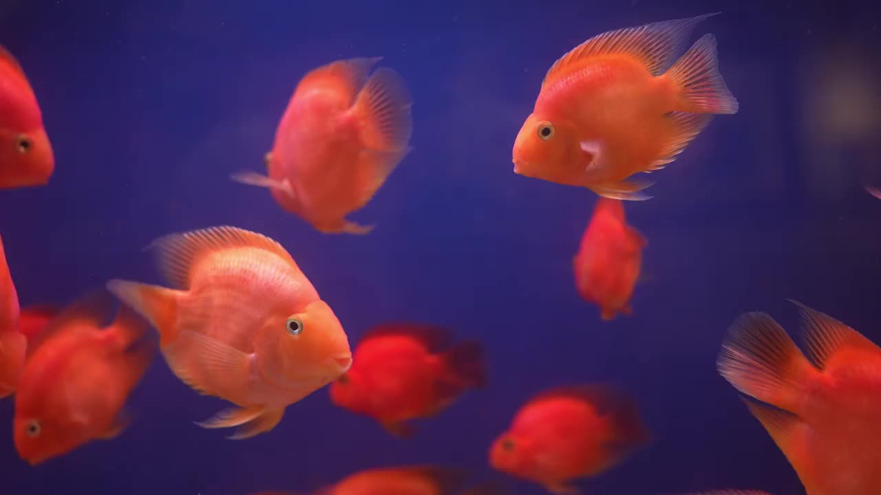 在水族馆里游泳的血红色鹦鹉慈鲷视频素材