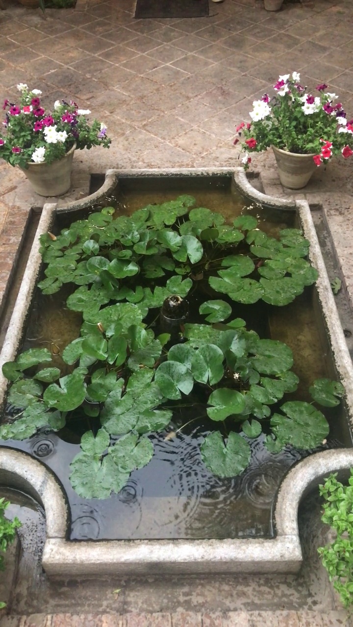 雨水滴在池塘的水面上，与睡莲的叶子在一起视频素材