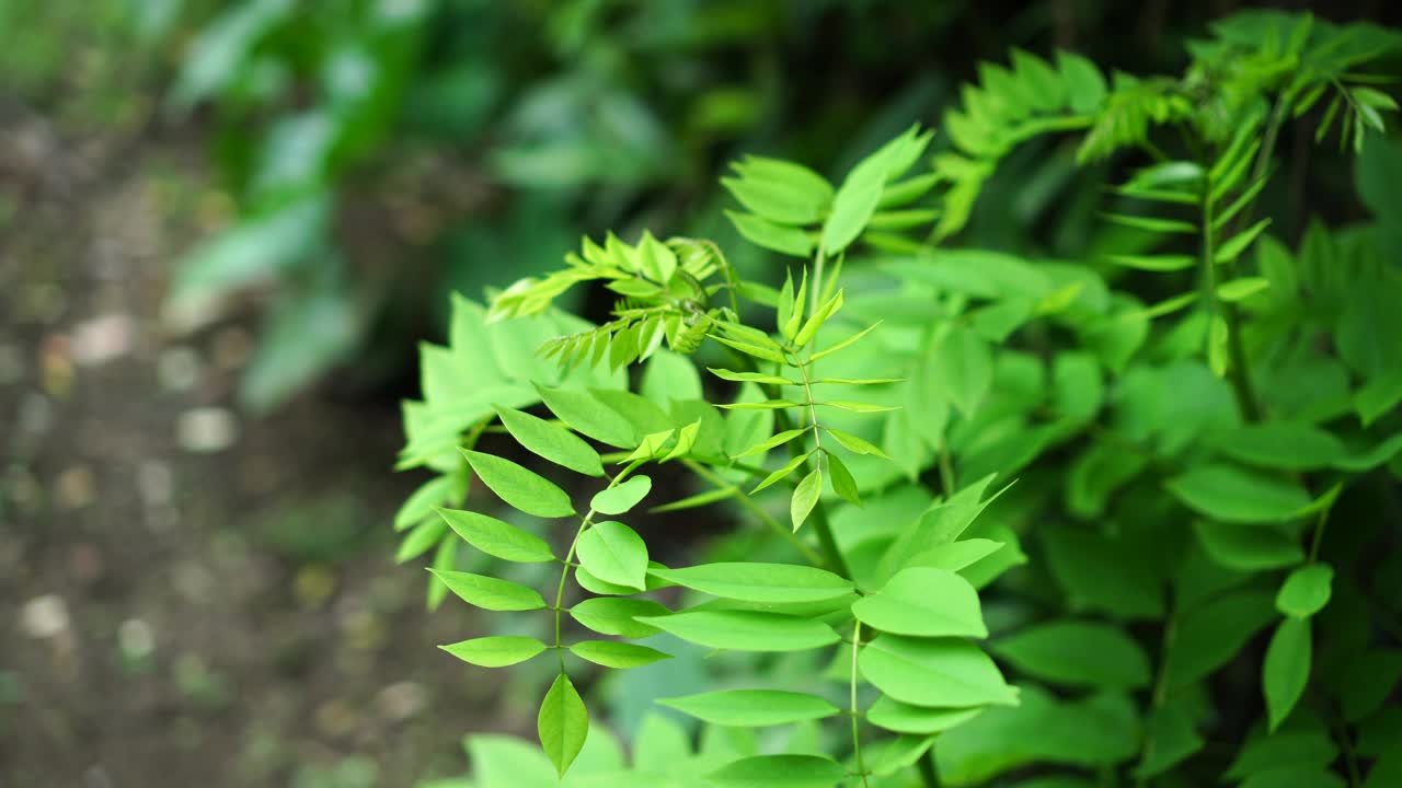 水仙花叶视频素材