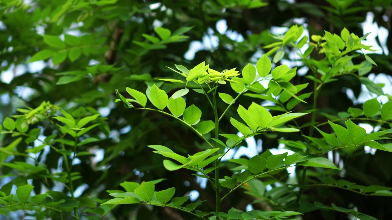 水仙花叶视频素材