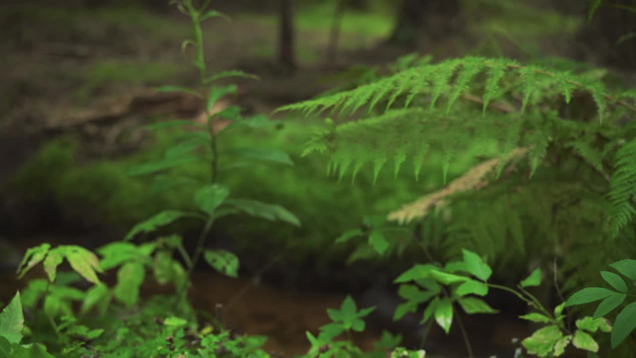 蕨类叶子，小植物和细小的绿色苔藓生长在黑暗的森林地面上，几根小树枝附近，相机缓慢滑动，特写微距细节视频素材