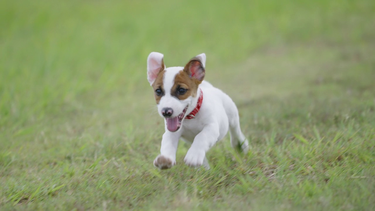 杰克罗素小猎犬冲向镜头的前视图视频素材