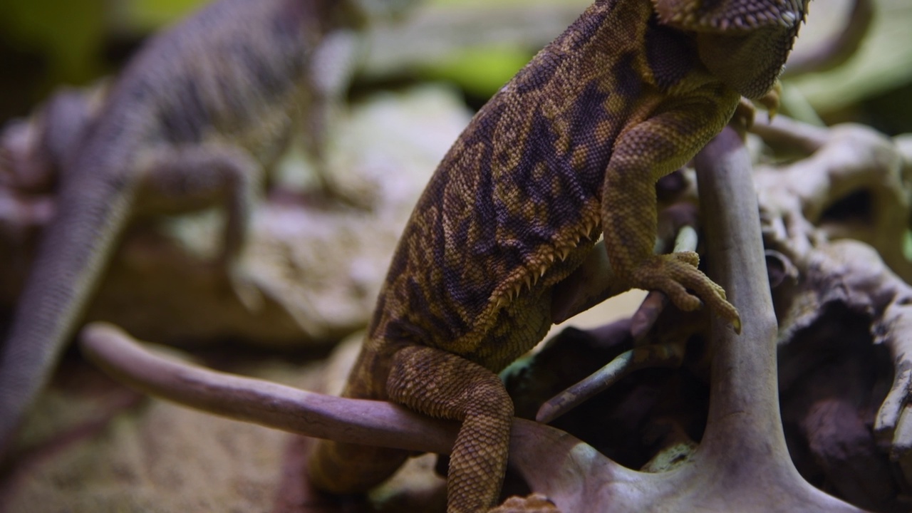 水族箱中的中央胡须龙视频素材