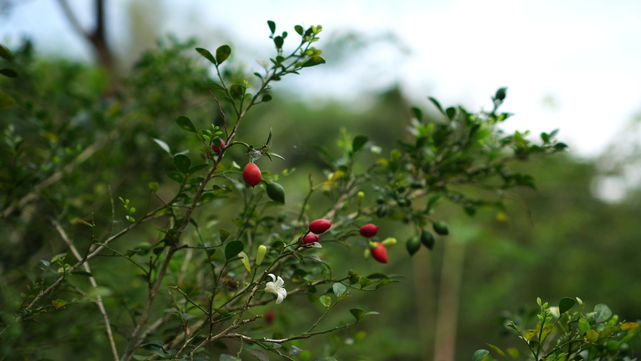 茉莉花视频素材