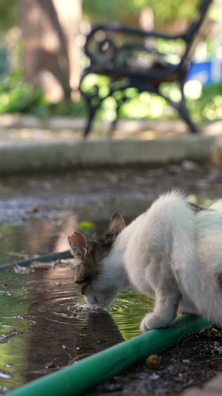 猫在地上的水坑里喝水视频素材