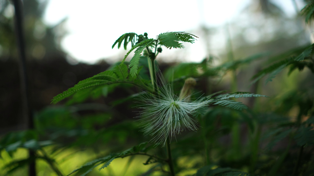 花园里的金盏花视频素材