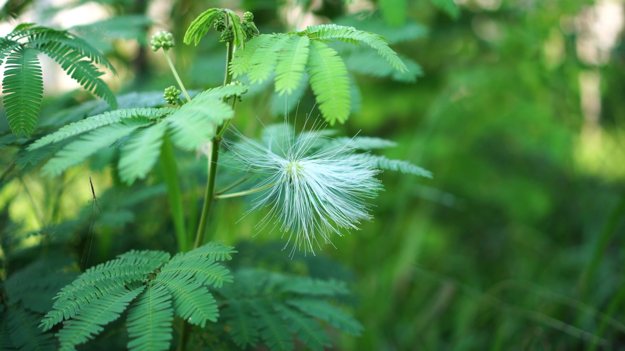 花园里的金盏花视频素材