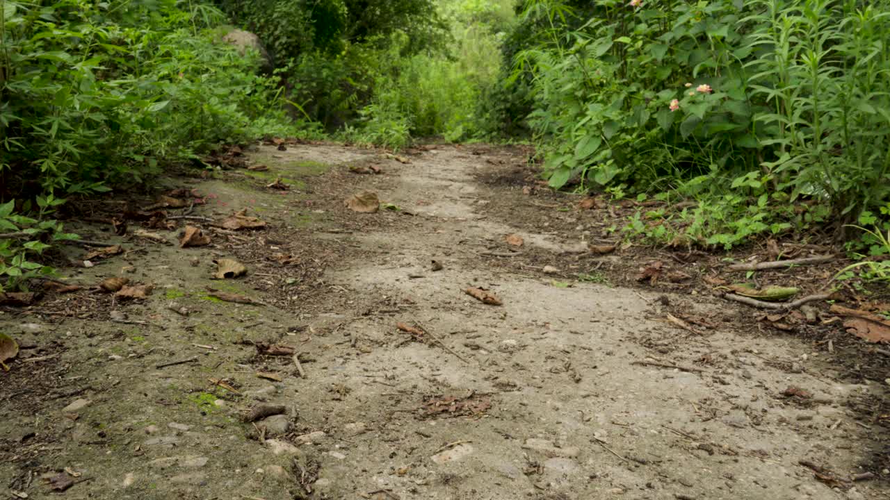 空旷的土路，绿树成荫，绿树成荫视频素材