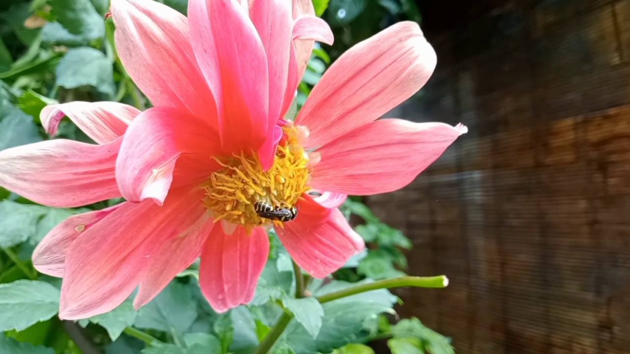 蜜蜂吮吸花蜜视频素材