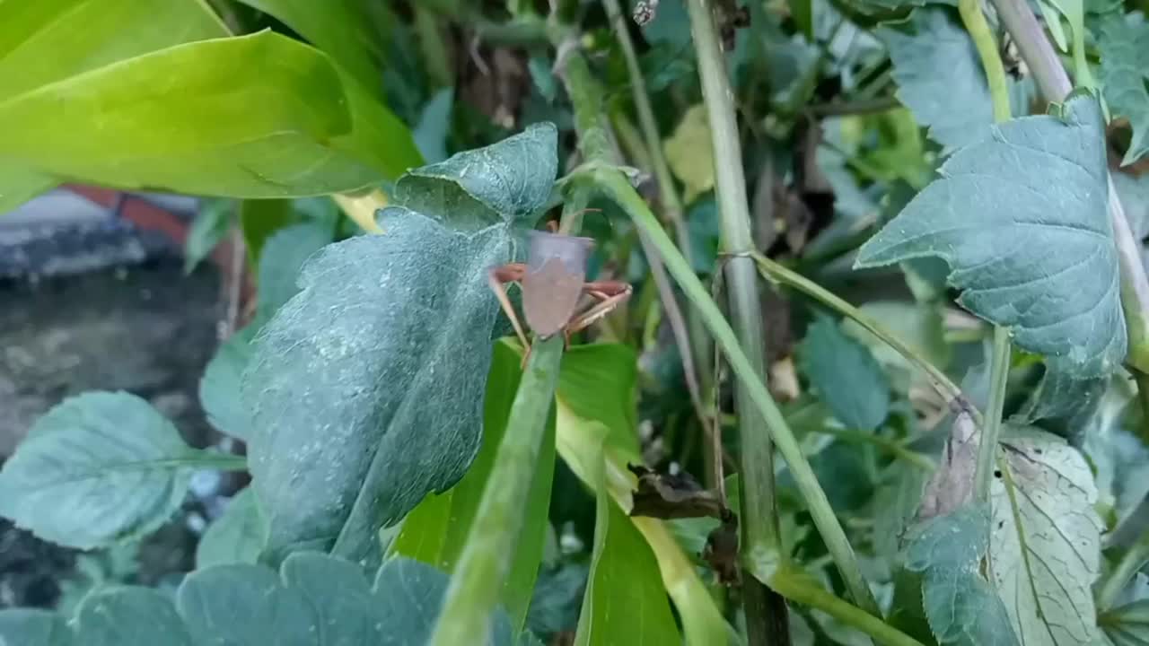 一只褐色臭虫在番茄树枝上行走视频下载