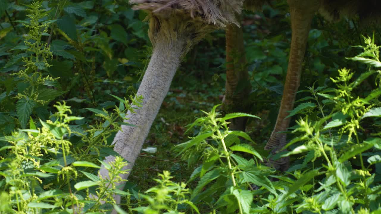 鸵鸟的特写视频素材