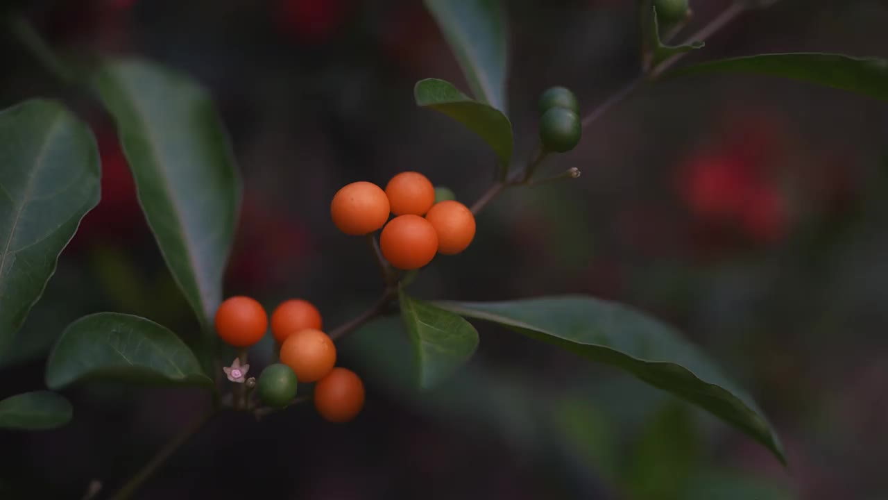 在城市里找到的种子或花朵视频素材