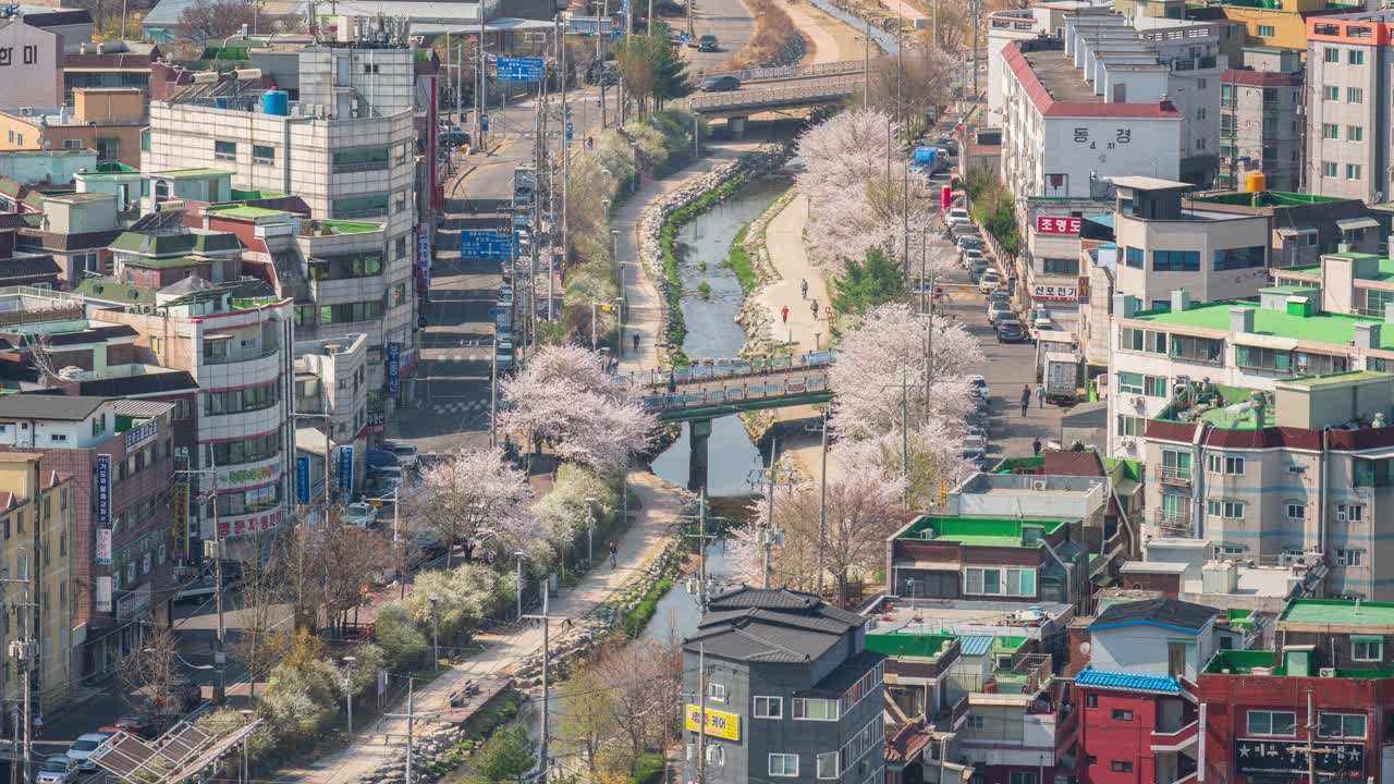 新川，新川溪，春天，樱花，白天的新娘花环和公寓/京畿道始兴市，韩国视频素材