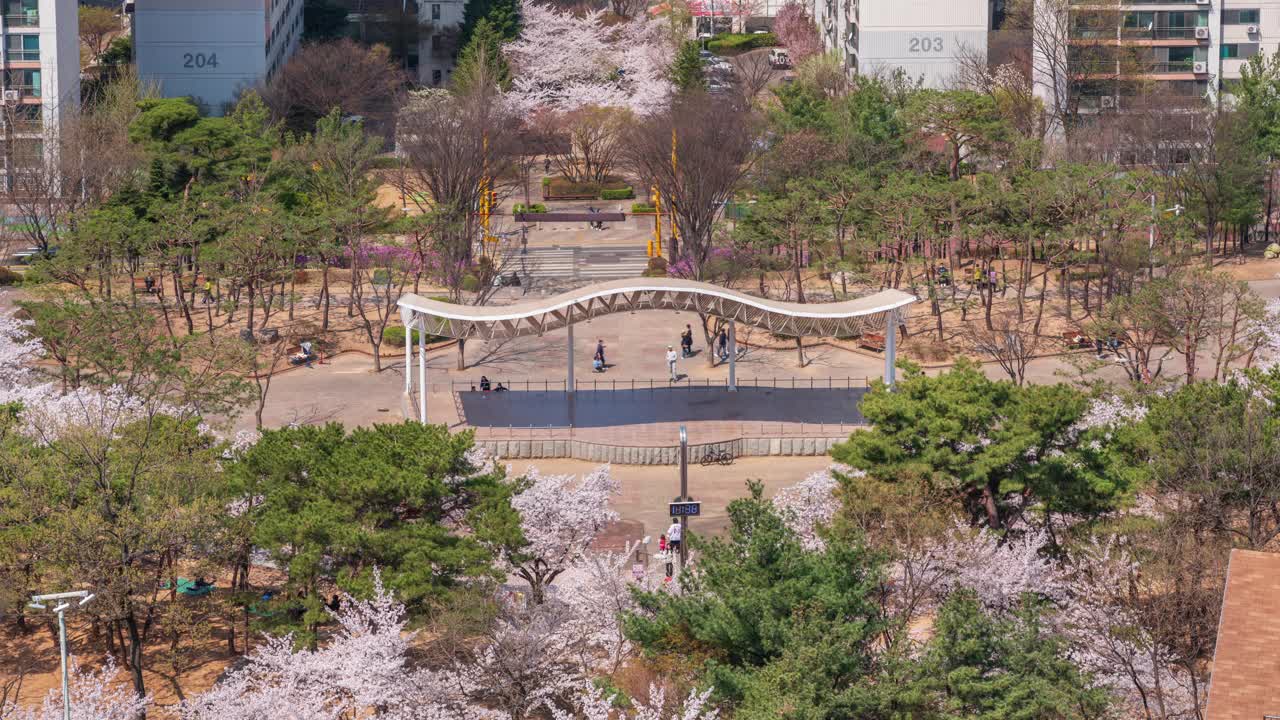 春天，樱花盛开，白天的Bidulgi公园在恩行区/始兴市，韩国京畿道视频素材