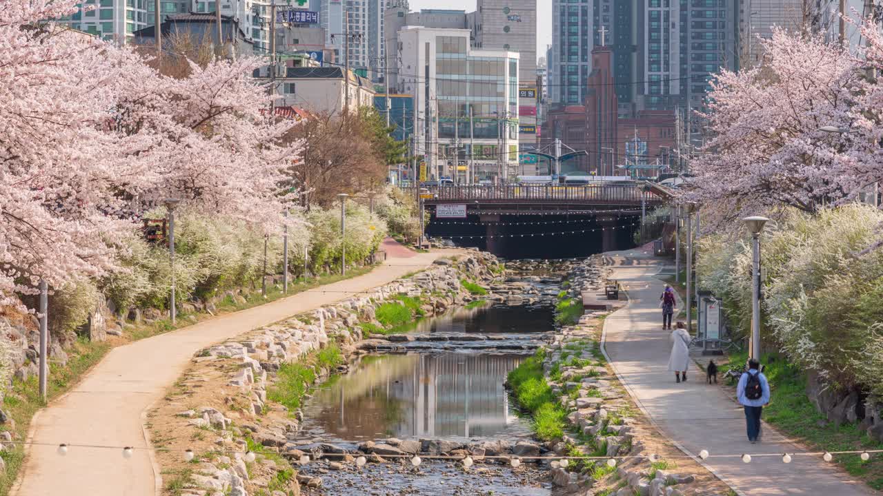 新川，新川溪，春天，樱花，白天的新娘花环和公寓/京畿道始兴市，韩国视频素材