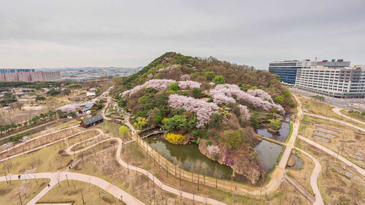 春天，白天的樱花和玉谷公园/韩国京畿道始兴市视频素材