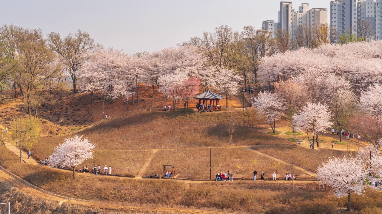 春天，樱花盛开，白天的五南山观景公园和凉亭/韩国京畿道始兴市视频素材