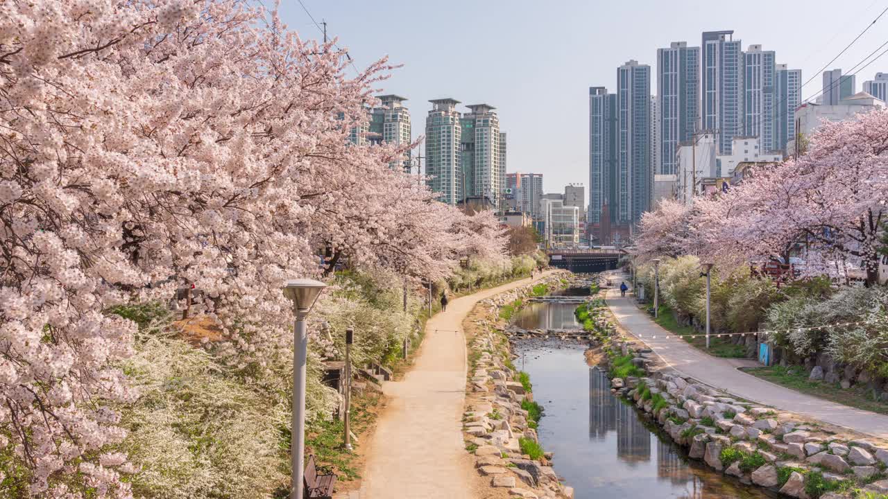 新川，新川溪，春天，樱花，白天的新娘花环和公寓/京畿道始兴市，韩国视频素材