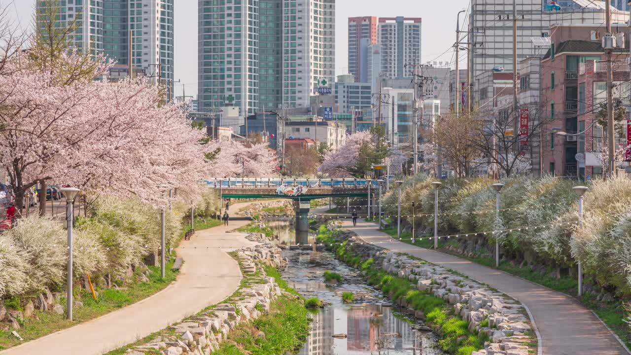 新川，新川溪，春天，樱花，白天的新娘花环和公寓/京畿道始兴市，韩国视频素材