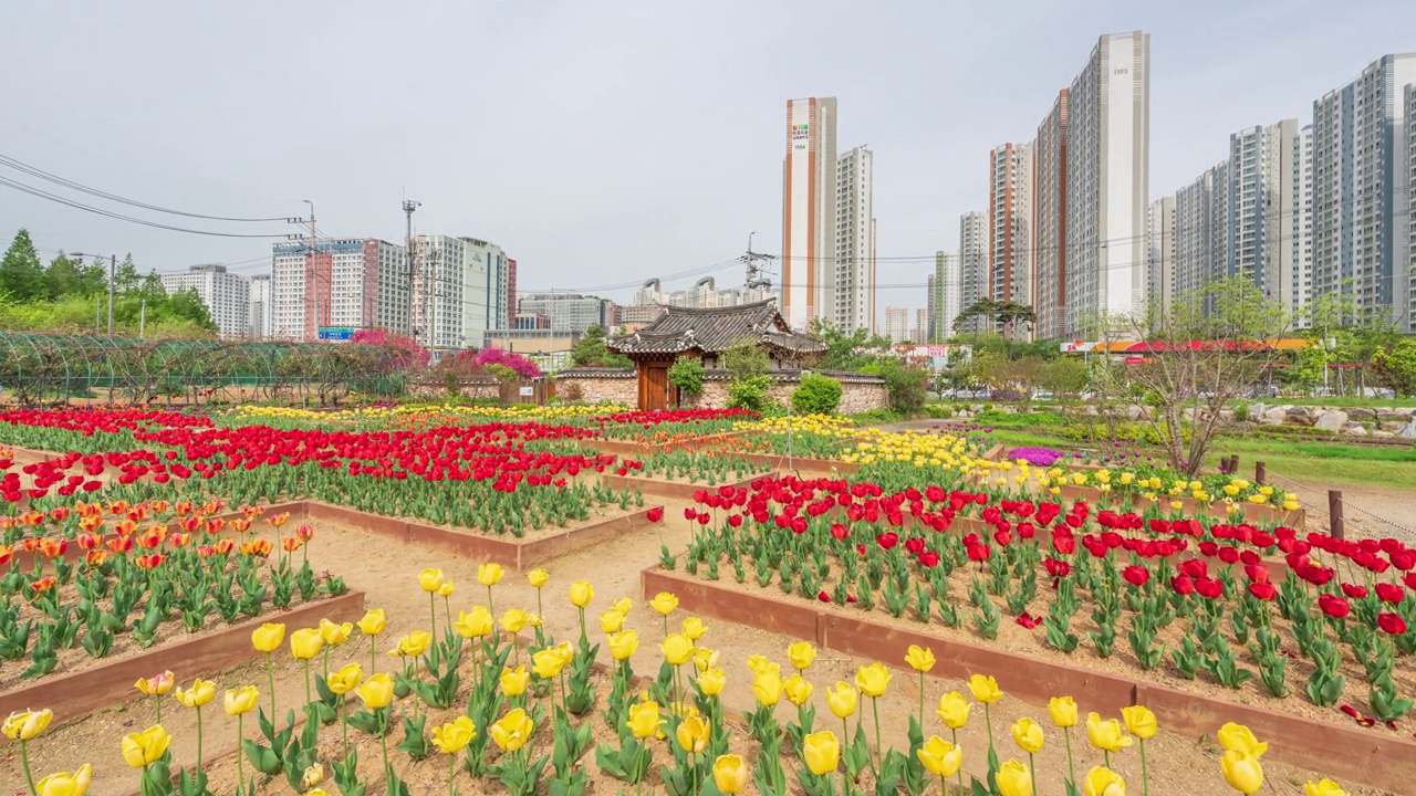 韩国京畿道始兴市正旺区，春天的咸珠都市农业公园，郁金香和白天的公寓视频素材