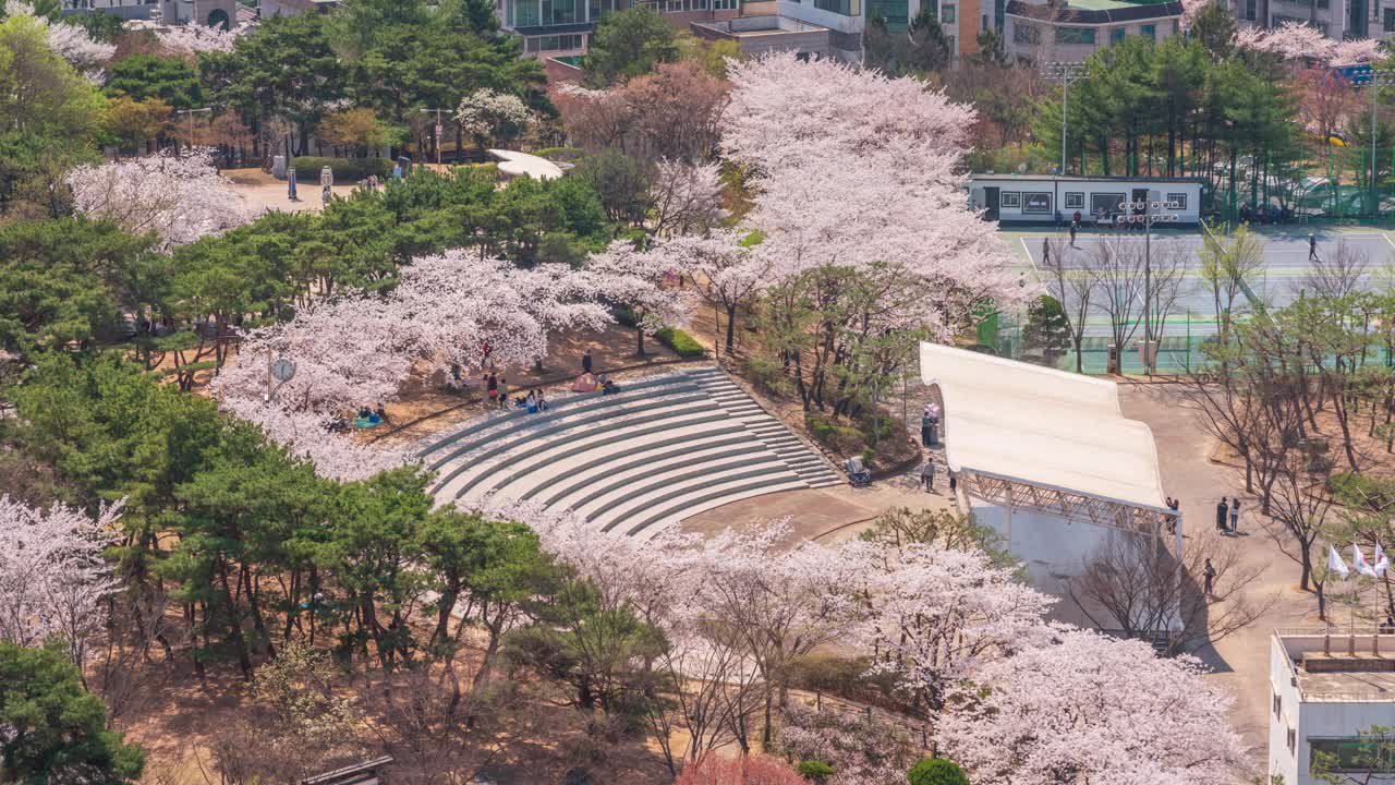 春天，樱花盛开，白天的Bidulgi公园在恩行区/始兴市，韩国京畿道视频素材